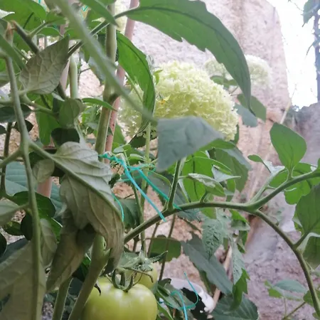 Ta Adelfia מלון דירות