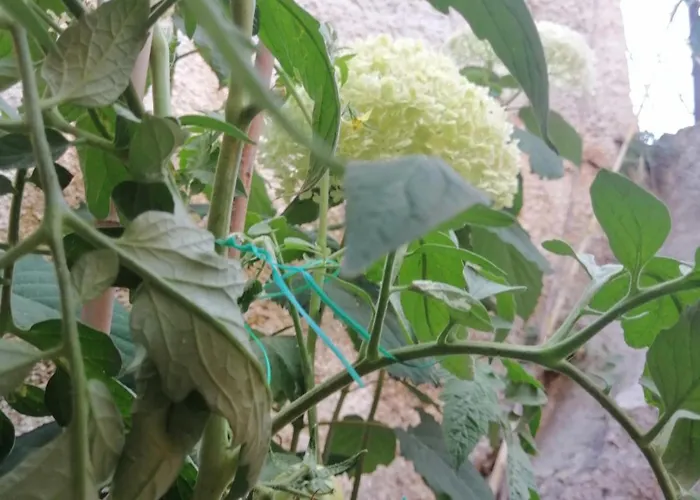 Ta Adelfia Hotel apartamentowy